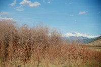 Landscapes and cattle 008 thumbnail