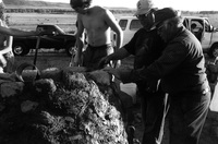 Gallegos farm, Horno construction 102 thumbnail