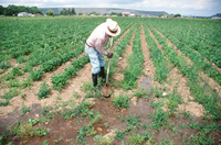 Kaber farm, Compuerta irrigation 032 thumbnail