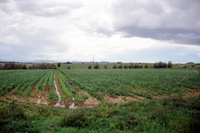 San Luis People's Ditch 002 thumbnail