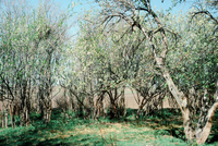 San Luis Valley orchards 015 thumbnail