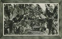 Banana Grove, Woombye, North Coast Line, S.Q. thumbnail