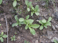 Dodecatheon clevelandii thumbnail