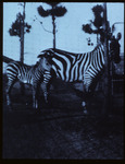 San Simeon, grounds, Zebra thumbnail