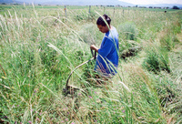 Kaber farm, Weed whacking 025 thumbnail