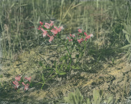 Red wildflowers thumbnail