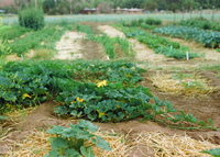 High Desert Research Farm 033 thumbnail