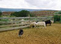 High Desert Research Farm 039 thumbnail