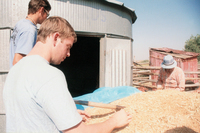 Kaber farm, Grain harvest 040 thumbnail
