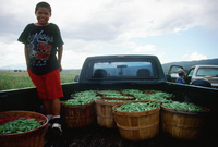 Kaber farm, Harvesting peas 058 thumbnail