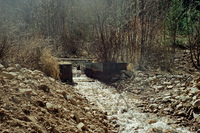 Maistas farm, Ditch and cattle 015 thumbnail
