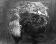 Persain cat sleeping on a cushion thumbnail