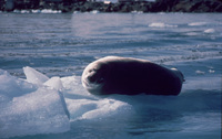 Leopard Seal thumbnail