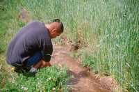 Kaber farm, Crops in the field 073 thumbnail