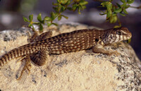 Dipsosaurus dorsalis thumbnail