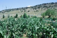 Gallegos farm, Irrigation and crops 010 thumbnail