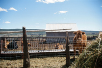 Gallegos farm, Ranching 002 thumbnail