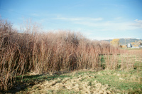 Landscapes and cattle 011 thumbnail