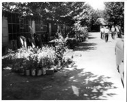 Flowering plants. thumbnail