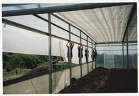 [People working on greenhouse frame] thumbnail