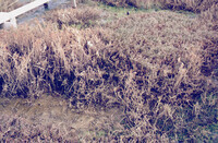 Pt. Mugu Wetlands thumbnail