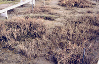 Pt. Mugu Wetlands thumbnail