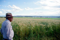 Kaber farm, Fields and crops 035 thumbnail