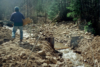 Maistas farm, Ditch and cattle 012 thumbnail
