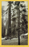Big trees, Mariposa grove; Tree General Grant and cabin. thumbnail