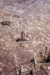 Pt. Mugu Wetlands thumbnail
