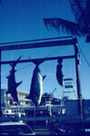 Scalloped hammerhead, marlin and jewfish thumbnail