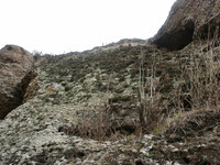 Dudleya pulverulenta thumbnail