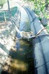 Horses and irrigation ditch 028 thumbnail