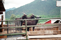 Lake Carrico 009 thumbnail