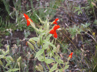 Mimulus eastwoodiae thumbnail