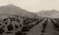 OrchardCamarillo State Hospital (1936-1997) thumbnail