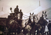 E. G. Outland's Dapple Grey Percherons at 1920 Ventura County Fair thumbnail
