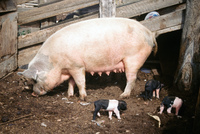 Kaber farm, Pigs 009 thumbnail