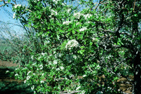 Gallegos farm, Orchards and landscapes 025 thumbnail
