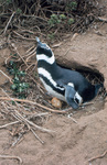 Magellanic penguin thumbnail