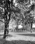 Trees on the lawn thumbnail
