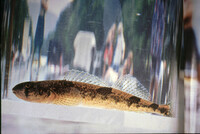 Snail Darter (stopped Tellico Dam on Little Tennessee River in 1978) thumbnail