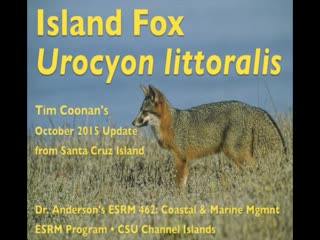 Island Fox Recovery Update from the Beach: October 2015 thumbnail