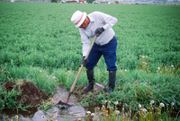 Kaber farm, Irrigating fields 023 thumbnail