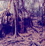 Biological corridors thumbnail