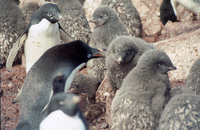 Adelie adult and chicks thumbnail
