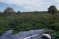 Water Hyacinth: Honey Island swamp Salt marsh thumbnail