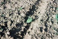 Crops growing in San Luis Valley 011 thumbnail