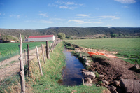 Kaber farm, Crops in the field 050 thumbnail