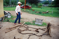 Torres ranch, Cattle drive and farm equipment demonstration 030 thumbnail